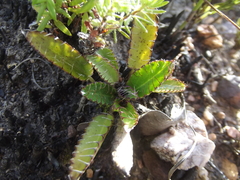 Alepidea capensis