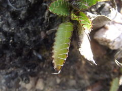 Alepidea capensis