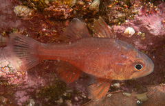 Vincentia novaehollandiae