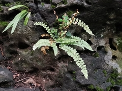 Asplenium incisum
