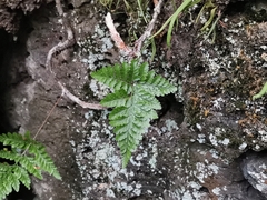Davallia mariesii