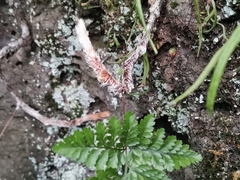 Davallia mariesii