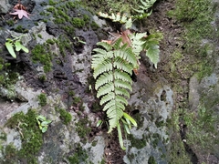 Dryopteris