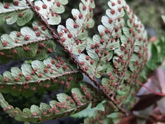 Dryopteris