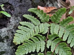 Dryopteris