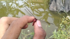 Rhodothemis rufa