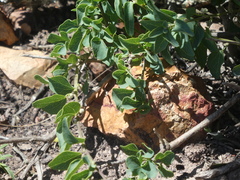 Cissampelos capensis