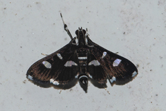 Desmia discrepans