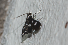 Desmia discrepans