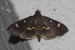 Hymenia perspectalis