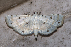 Pycnarmon lactiferalis