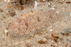 Aseraggodes lenisquamis