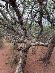 Commiphora tenuipetiolata