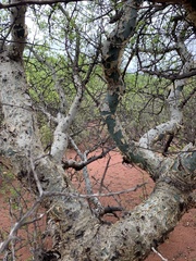 Commiphora tenuipetiolata