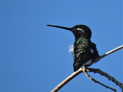 Heliomaster squamosus