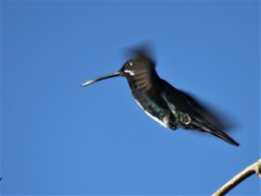 Heliomaster squamosus