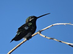 Heliomaster squamosus