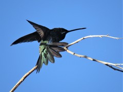 Heliomaster squamosus