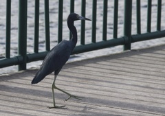 Egretta caerulea