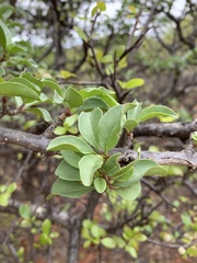 Rotheca wildii