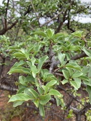 Rotheca wildii