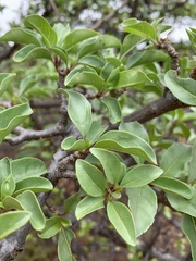 Rotheca wildii