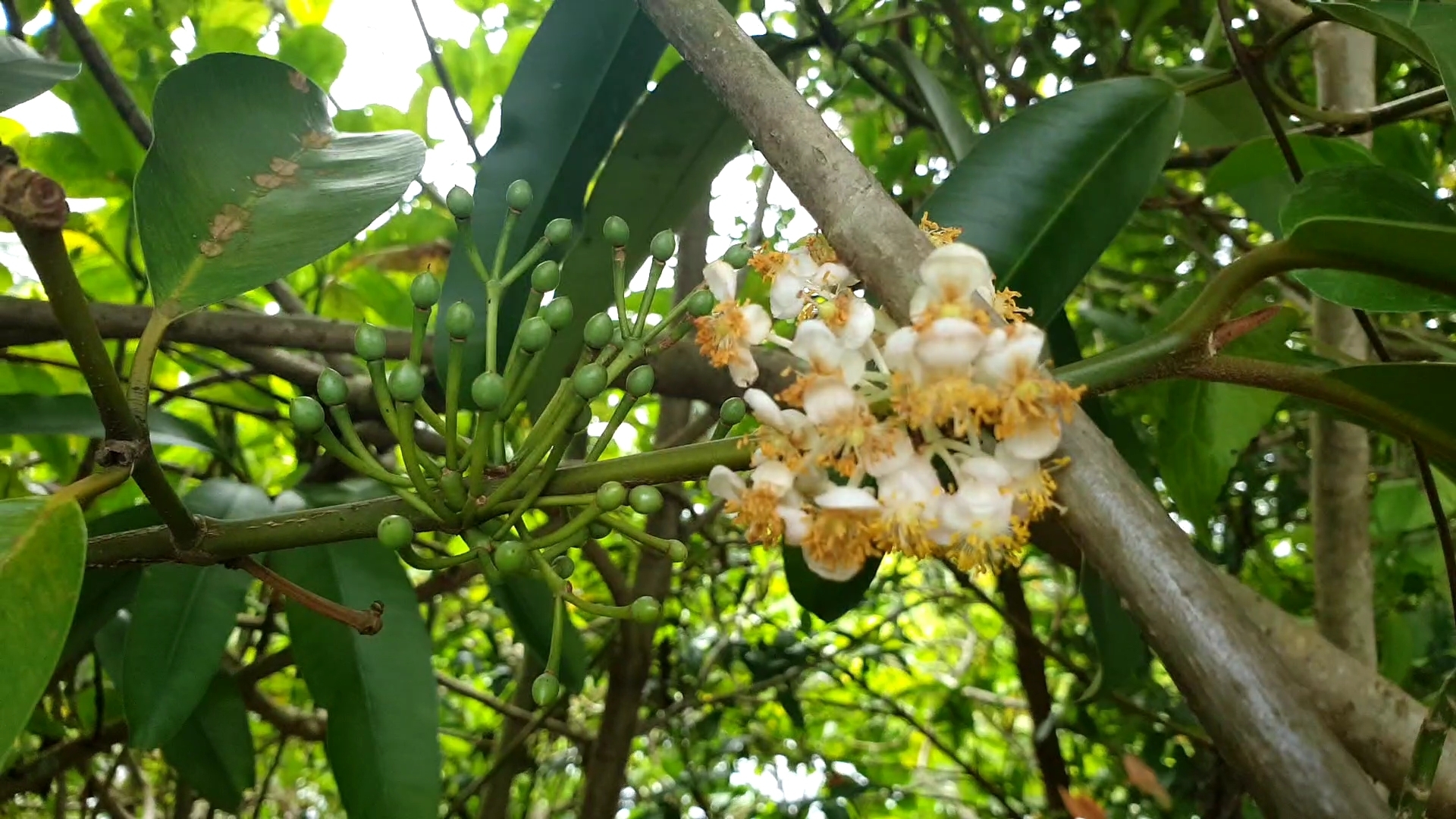 Calophyllum soulattri Burm.fil.