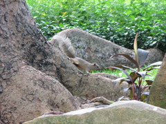 Callosciurus erythraeus