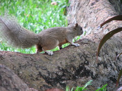 Callosciurus erythraeus