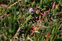 Carpobrotus virescens