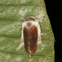 Ophiocordyceps humbertii