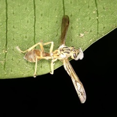 Ophiocordyceps humbertii