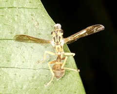 Ophiocordyceps humbertii