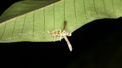 Ophiocordyceps humbertii
