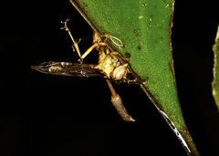 Ophiocordyceps humbertii