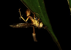 Ophiocordyceps humbertii
