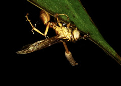 Ophiocordyceps humbertii