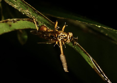 Ophiocordyceps humbertii