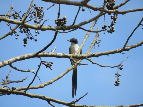 Fork-tailed Flycatcher