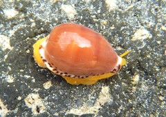 Notocypraea comptonii