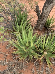Aloe lutescens