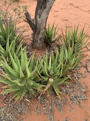 Aloe lutescens