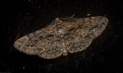 Boarmia suasaria