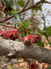 Ochna barbosae