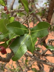 Ochna barbosae