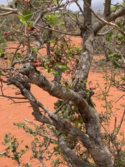 Ochna barbosae