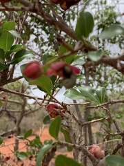 Ochna barbosae
