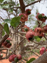 Ochna barbosae