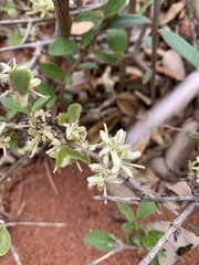 Coptosperma zygoon
