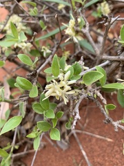 Coptosperma zygoon